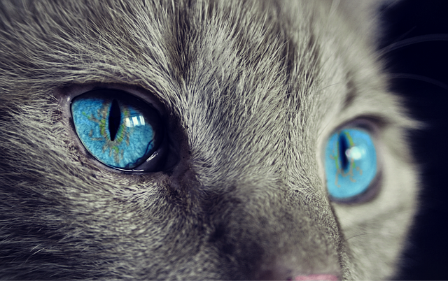 Eye Infections in Cats and Kittens – Symptoms and Treatment