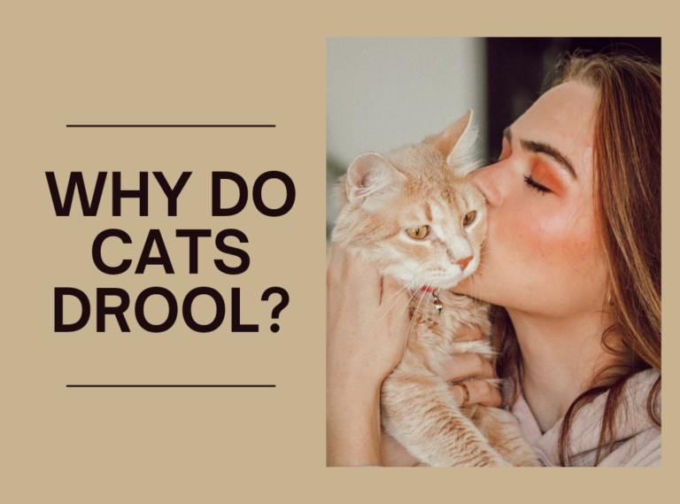 Why Do Cats Drool?