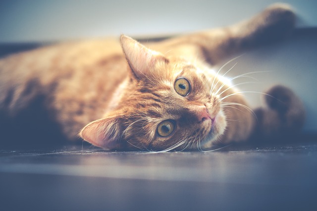 Cat Anxiety – What Can You Do About It?