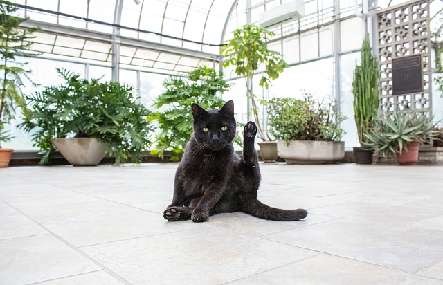 Safe Houseplants for Cat Lovers