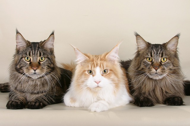 10 Of The Biggest House Cat Breeds In The World