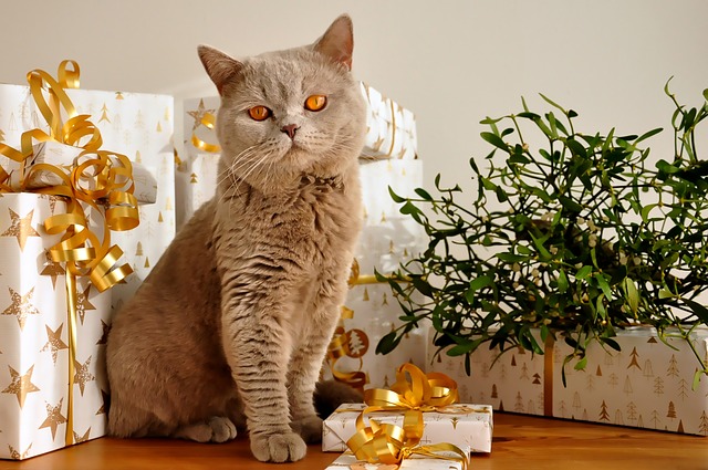 15 Great Gift Ideas for Cat Lovers