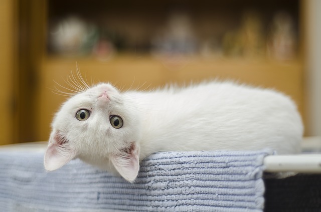 5 Common Household Risks to Protect Your Kitten From