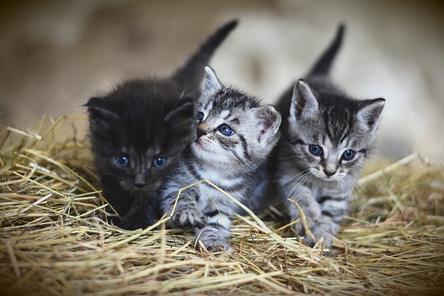 Kitten Nutrition 101 – What to Feed for Optimal Growth and Development