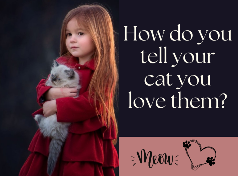 How Do You Tell Your Cat That You Love Them?