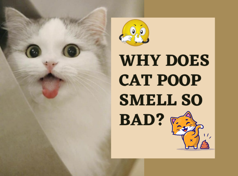 Why Does Cat Poop Smell So Bad?