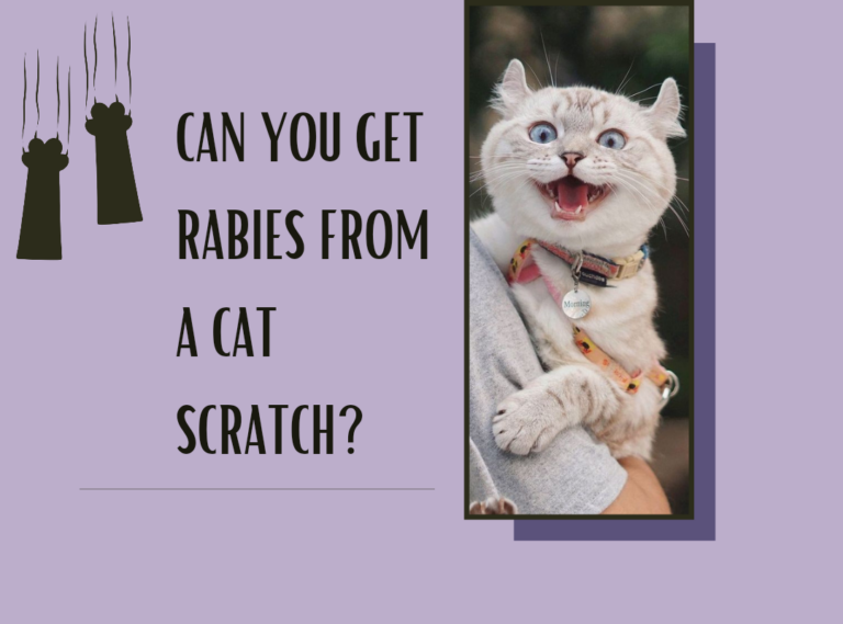 Can You Get Rabies from a Cat Scratch?