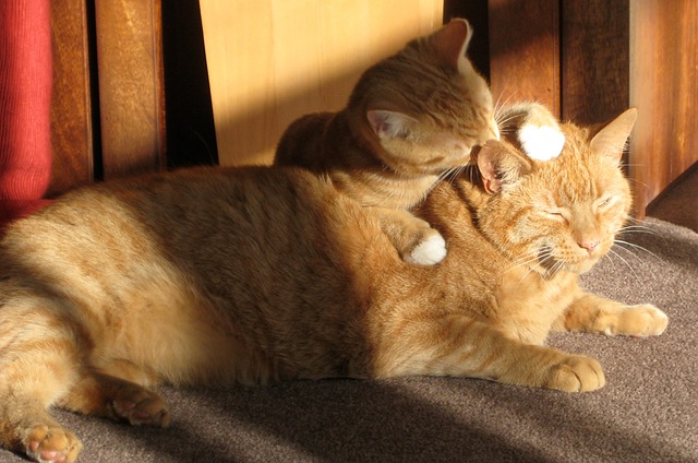 What Does It Mean When Cats Lick Each Other?