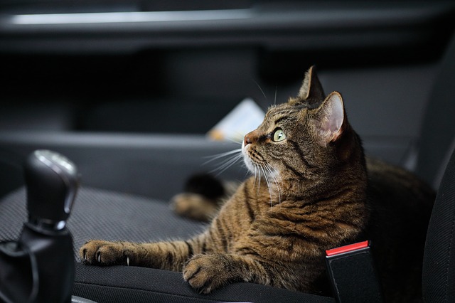 Traveling with Cats in a Car – Long Distance