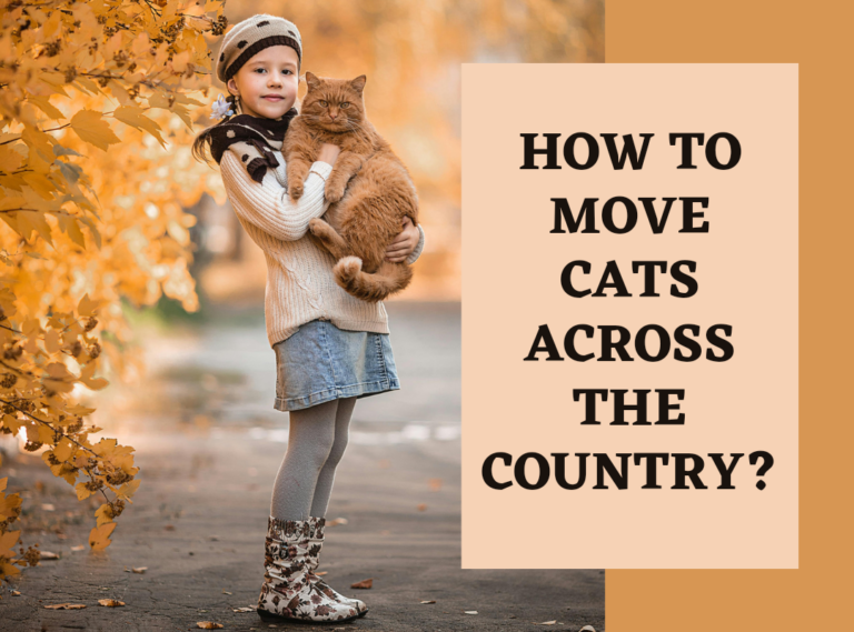 How To Move Cats Across The Country