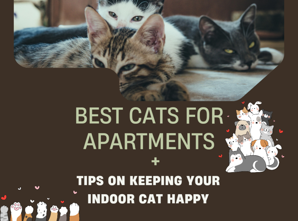 Best Cats for Apartments + Tips on Keeping Your Indoor Cat Happy