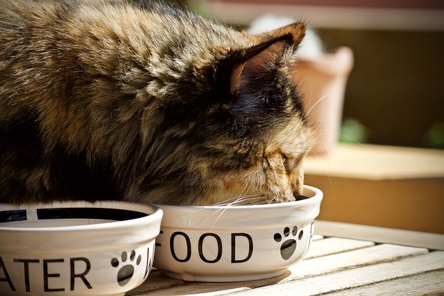 Abound Cat Food Review