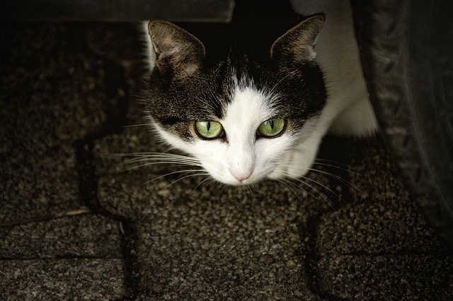 Does Your Cat Have an Eye Infection? Here’s What You Should Know!