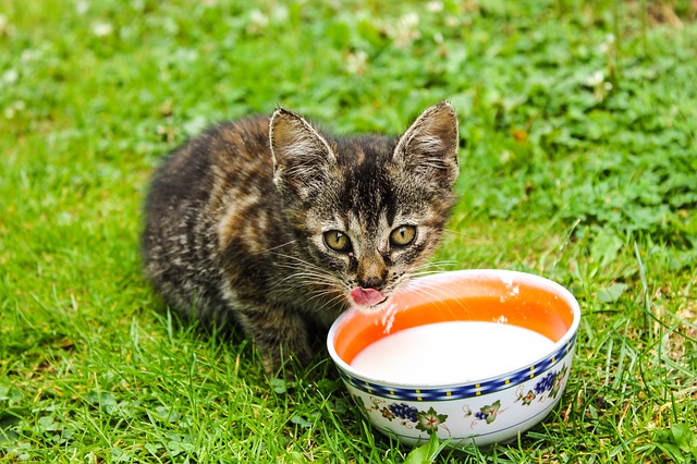 Is Almond Milk Bad For Cats?