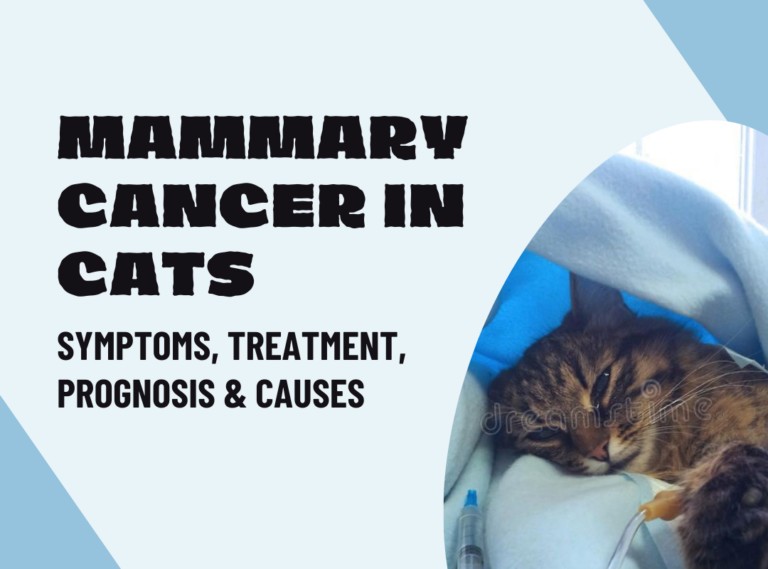 Mammary Cancer in Cats – Symptoms, Treatment, Prognosis & Causes
