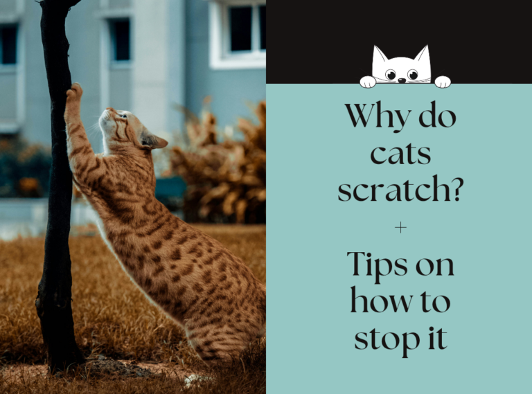 Why Do Cats Scratch? + Tips On How To Stop It