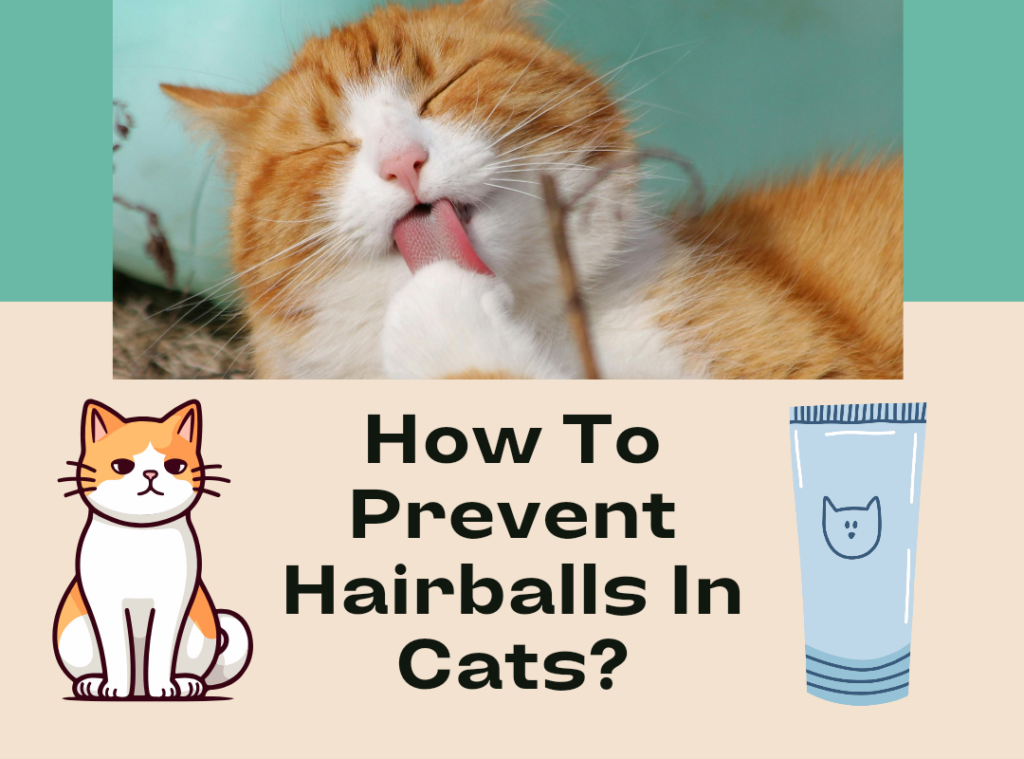 How to Prevent Hairballs in Cats