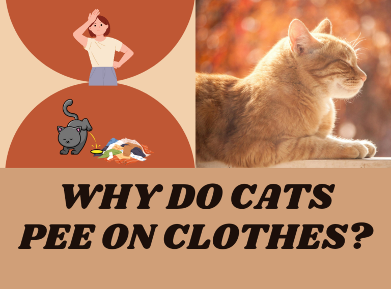 Why Do Cats Pee on Clothes?