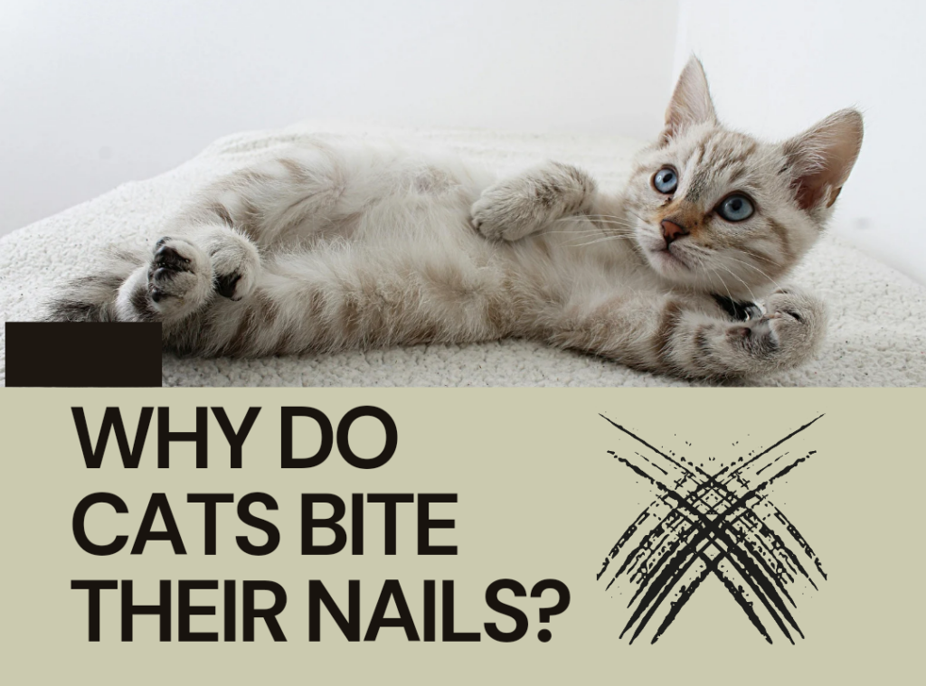 Why Do Cats Bite Their Nails? My Feline Buddy
