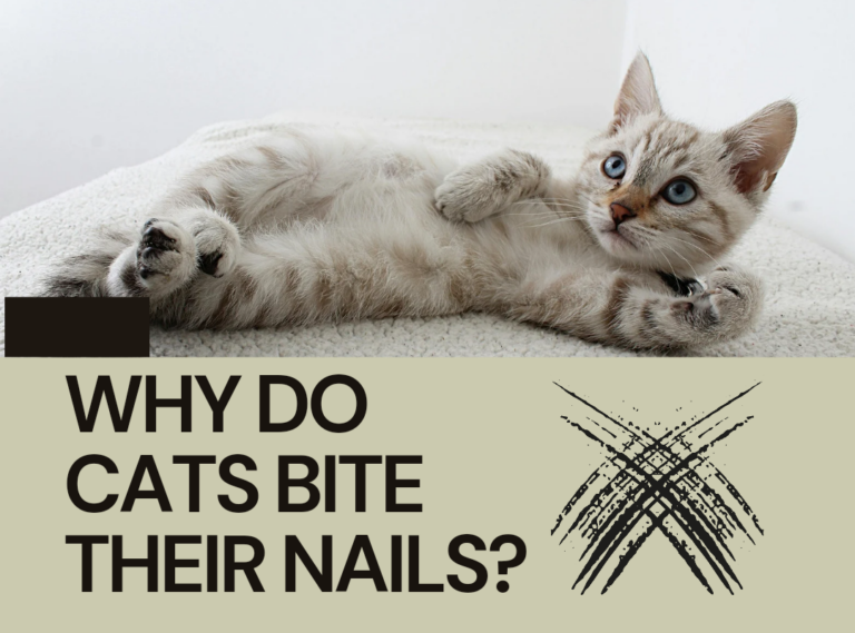 Why Do Cats Bite Their Nails?