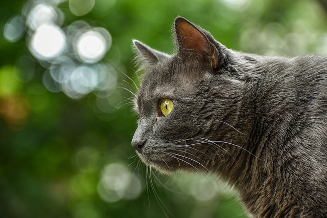 What is Distemper in Cats?