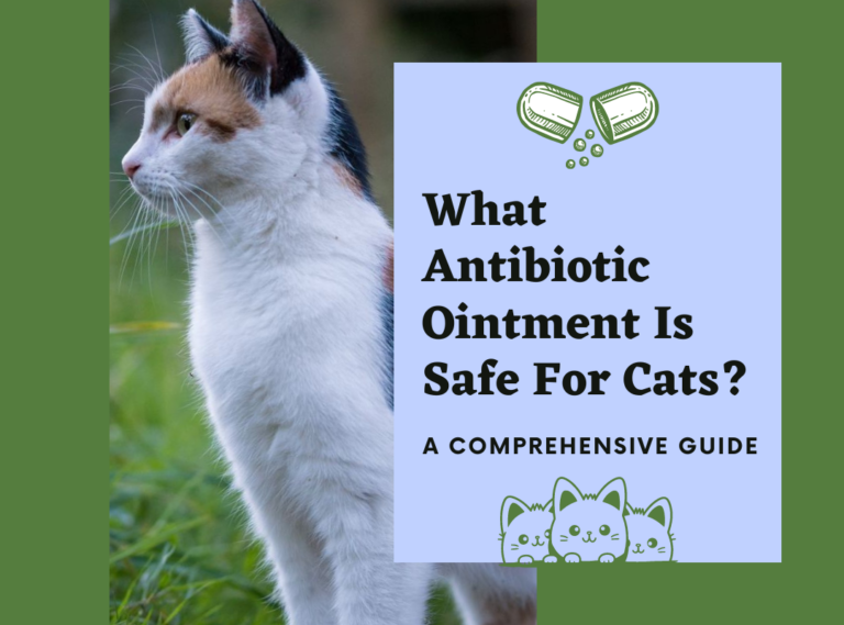 What Antibiotic Ointment Is Safe for Cats?