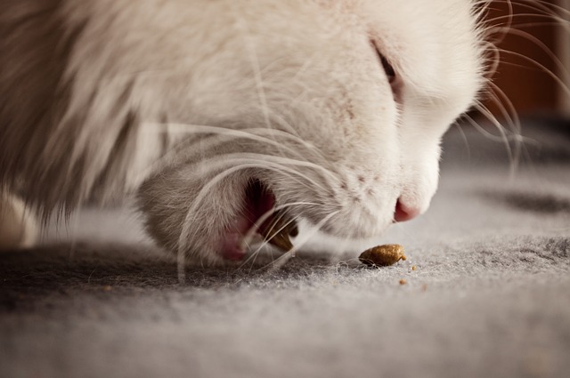 Science Diet Cat Food Reviews