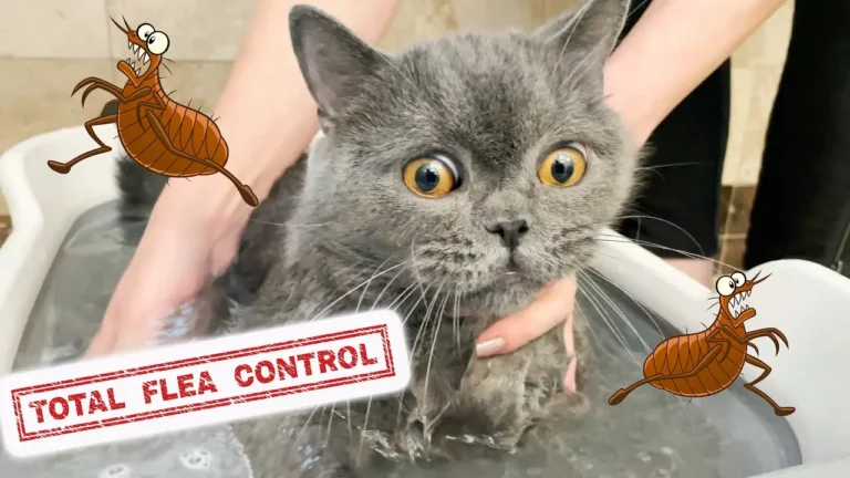 How Do Indoor Cats Get Fleas? here’s What you Must know!