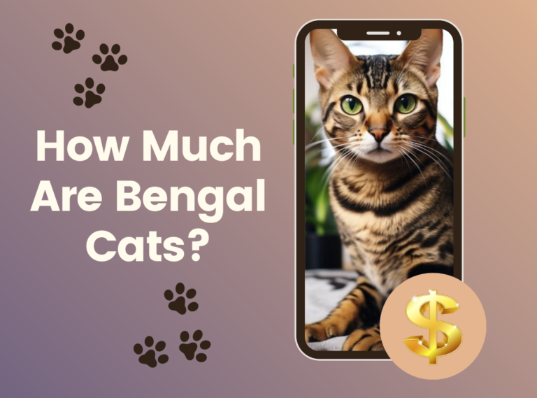How Much Are Bengal Cats?