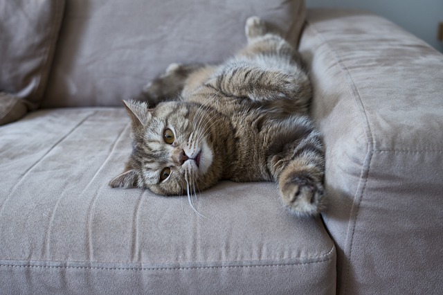 Best Couch Material For Cats My, How To Protect Leather Sofa From Cat