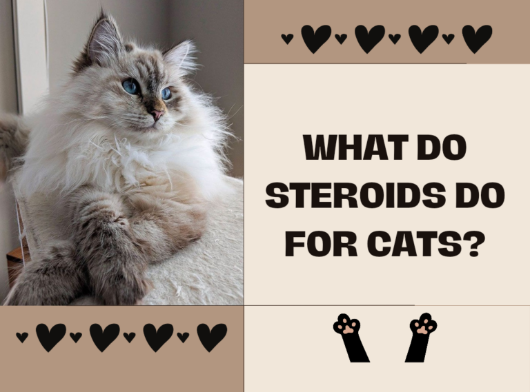What Do Steroids Do For Cats?