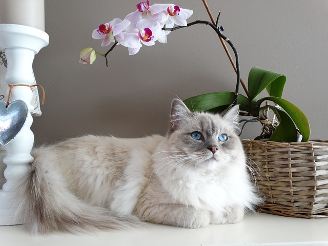 What Health Problems Do Ragdoll Cats Have?