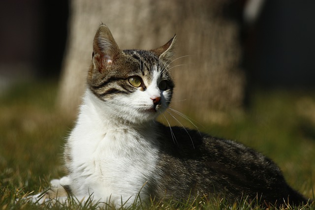 Symptoms of Thyroid Disorders in Cats