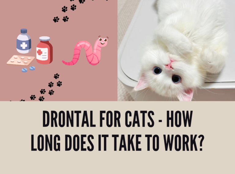 Drontal for Cats – How Long Does It Take to Work?
