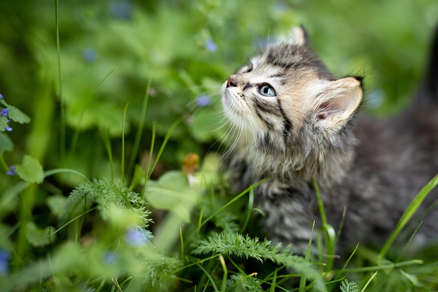 Is Arugula Bad for Cats?