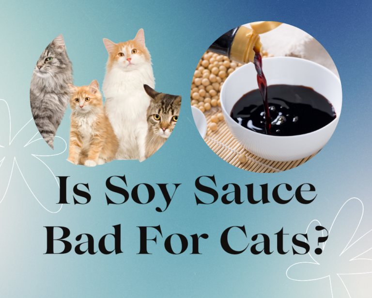 Is Soy Sauce Bad for Cats?