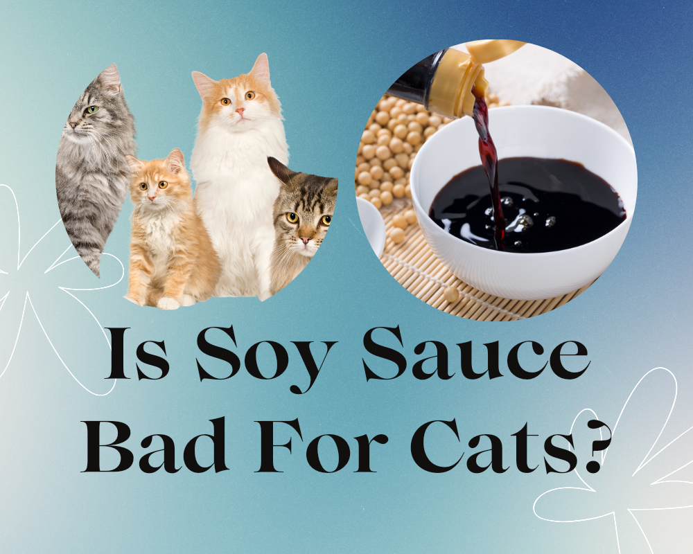 Is Soy Sauce Bad For Cats My Feline Buddy