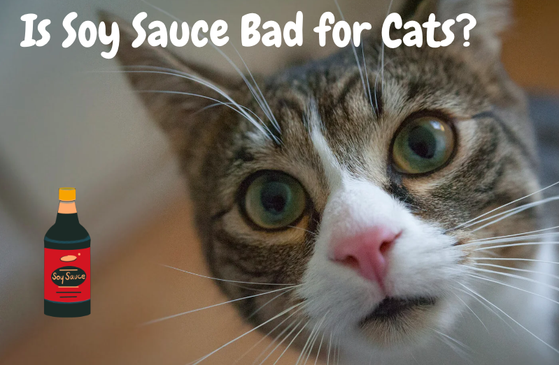 is-soy-sauce-bad-for-cats-my-feline-buddy