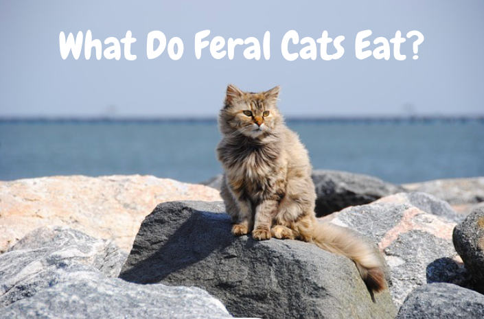 What Do Feral Cats Eat?