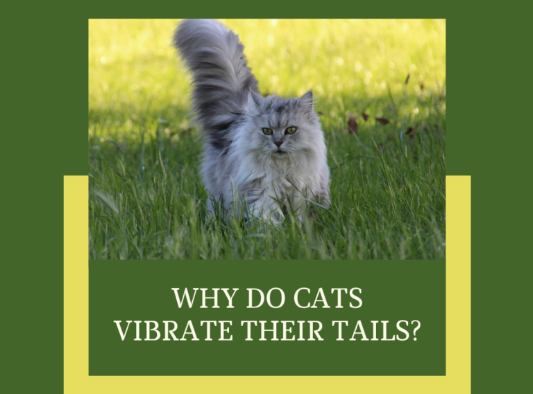 Why Do Cats Vibrate Their Tails?