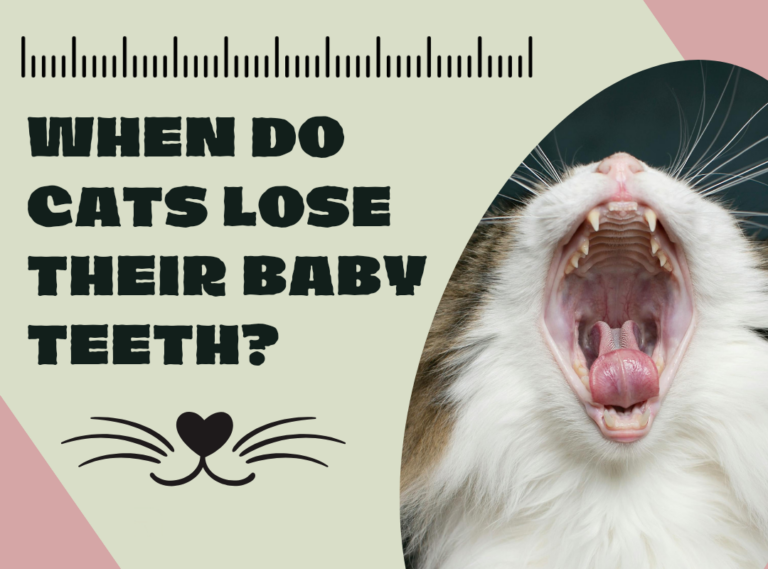 When Do Cats Lose Their Baby Teeth?
