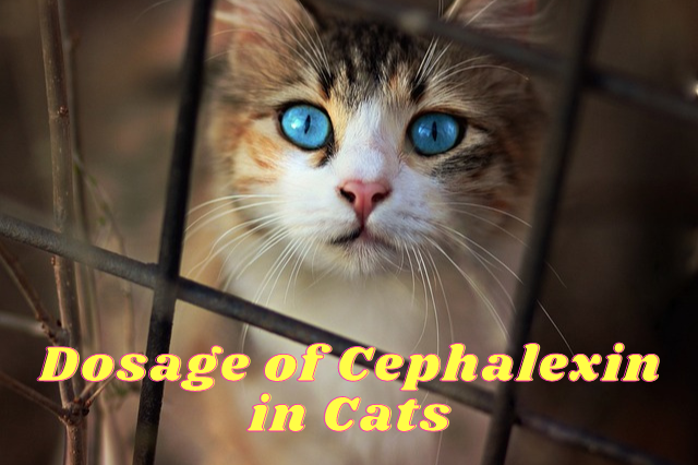 Dosage of Cephalexin for Cats