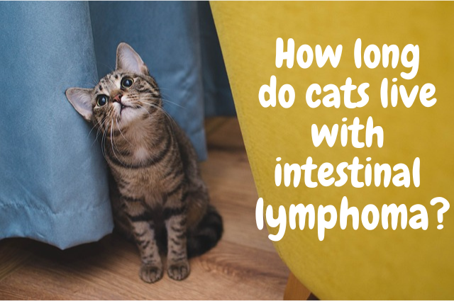 How Long Do Cats Live With Intestinal Lymphoma?