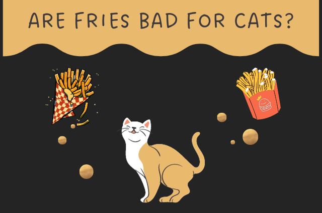 Are Fries Bad for Cats?