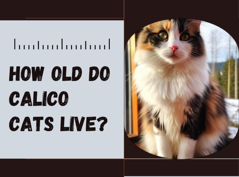 How Old Do Calico Cats Live?