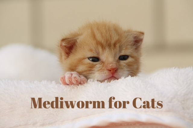 Mediworm for Cats