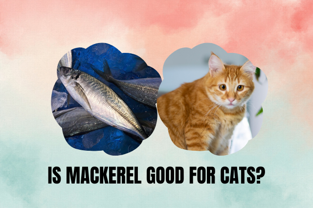 Is Mackerel Good for Cats?