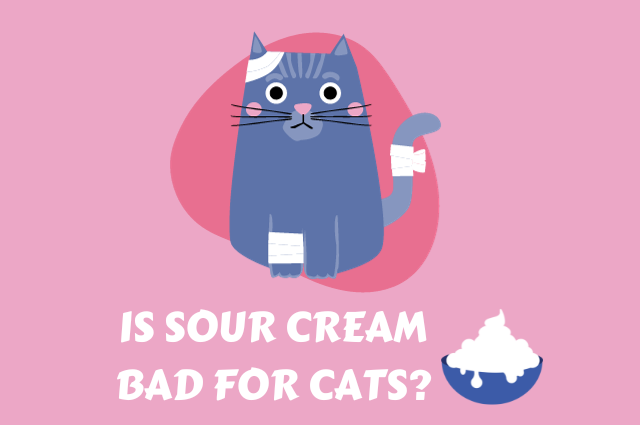 Is Sour Cream Bad for Cats?