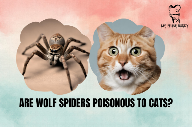 Are Wolf Spiders Poisonous to Cats?