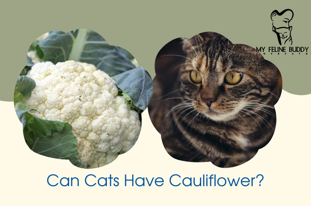 Can Cats Have Cauliflower?